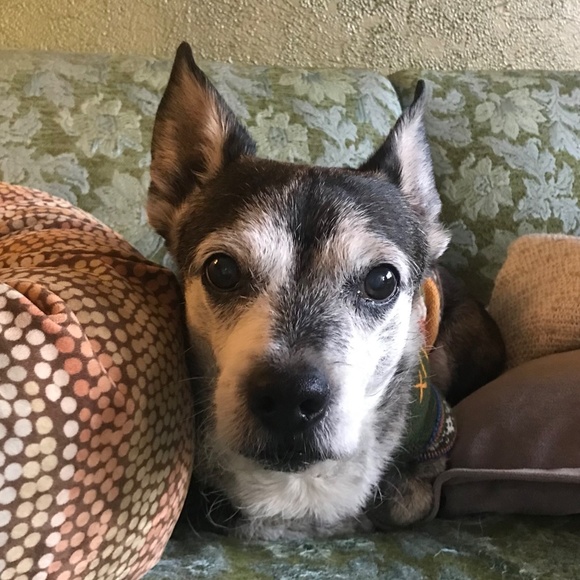 Meet your Posher, Susie - Picture 2 of 3